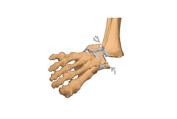 Ankle